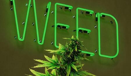 Discover how the outdated 280E tax law affects cannabis businesses in 2025. Learn about financial burdens, recent reform proposals, and what the future holds.
