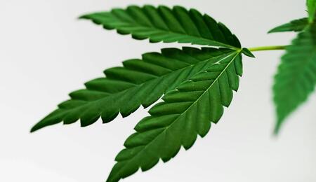 As competition flooded the indoor growing market, some manufacturers sacrificed quality for lower prices. Can bargain equipment impact your grow and yield?