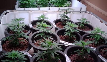 Tips para cultivo invernal de marihuana