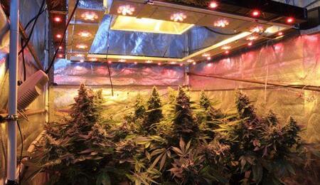 Cómo cultivar marihuana con LED.