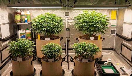 Tips for Keeping Cannabis Mother Plants