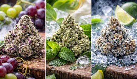 Horizontal triptych image of three premium cannabis buds styled to represent distinct terpene profiles—purple grape-toned buds with fresh grapes on the left, frosty green buds surrounded by mint leaves and ice cubes in the center, and crystal-coated buds with lime wedges and crushed ice on the right—set on a rustic wooden surface with dramatic natural lighting.