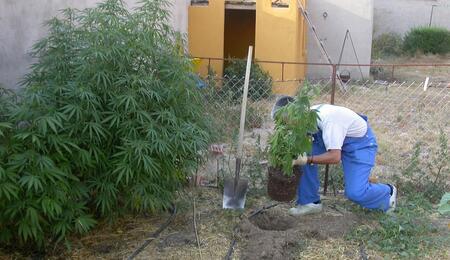 Imagen de un cultivo de exterior de una plantación de Marihuana