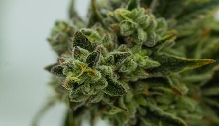 Cómo y por qué aplicar trichodermas en el cultivo de marihuana. 