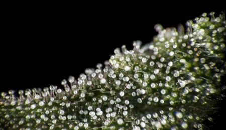 ¿Cómo cosechar tricomas en el cannabis?