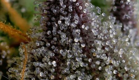 tricomas 