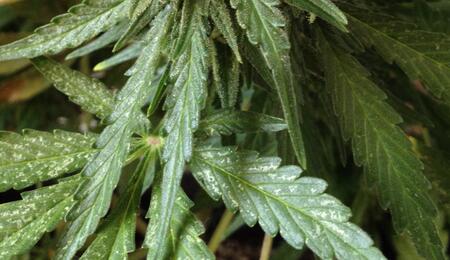 Identifica y controla trips en el cultivo de marihuana.