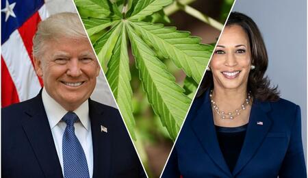 Trump blames Harris for incarceration of thousands Blacks over cannabis