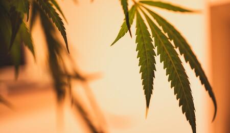 Cannabis Terpenes May Increase Your High