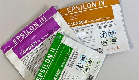 Uruguay, record di cannabis legale nel 2025: il trionfo di Epsilon con il 20% di THC