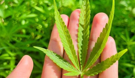 urvey suggests shift in attitudes toward cannabis among UK medical community