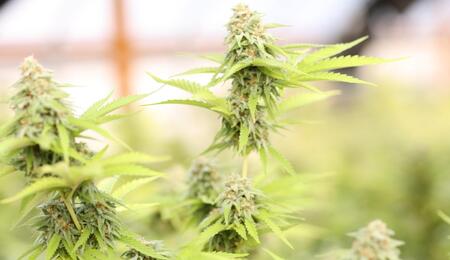 Dive deeper into the benefits of molasses for organic gardening. Learn how carbohydrates fuel soil microbes and improve terpene profiles during flowering.