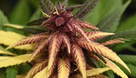 Cannabis mutante o albino: belleza rara de cosecha frágil. Dagga-X de @breederscolombia. Dos tonos de variegado: rojo y amarillo.