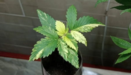 Marihuana albina: variegado, causas y consecuencias. Decoloración típica del variegado en el cannabis. Foto: Jhohan Rincón.
