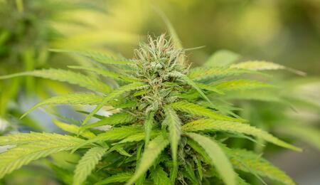 Virginia lawmakers advance bills to launch recreational marijuana sales. With Governor Abigail Spanberger’s support, adult-use retail could begin by early 2027.