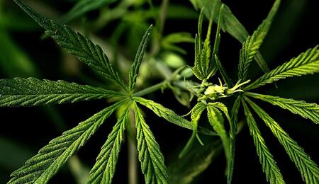 Learn more why it is important to avoid using wet weed for smoking or making hash, and what are the main challenges in summer for getting well-dried buds.