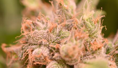 Neue Review: Terpene in Cannabis