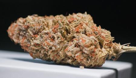 Discover the Watermelon Zkittlez cannabis strain, an easy-to-grow fruity hybrd with sweet citrus flavors, relaxing effects, and a smooth, uplifting high.