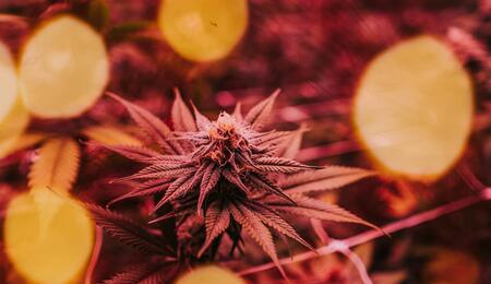 Learn how metal halide cannabis grow lights support vegetative growth, how to select proper wattage, and how to safely install heavy lamp ballasts. 
