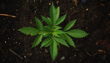 photo showing a small cannabis plant in the soil, and its supersymmetry from above. 