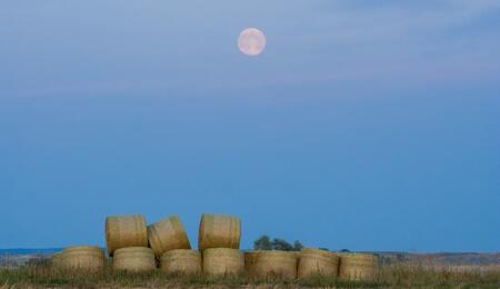 Explore the connection between agricultural tradition, the Harvest Moon, and the start of Croptober for outdoor cannabis growers and cultivators in the US. 