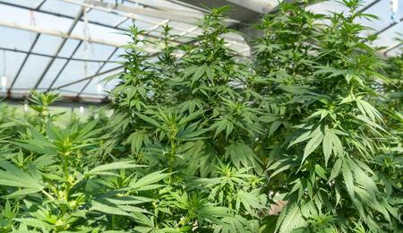 Discover how market maturity, unit economics, and refined product portfolios are reshaping strategy in the post-super trend commercial cannabis market.