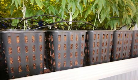 pots of cannabis plants