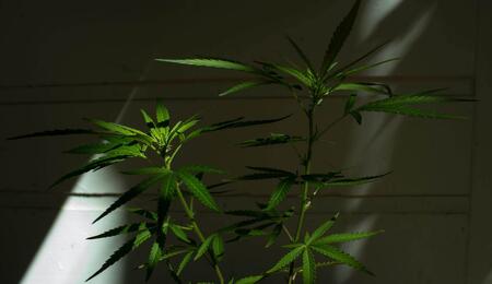 cannabis plant. 