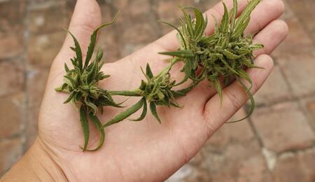 Hand holding a small cannabis flower cluster with narrow leaves and developing buds against an outdoor brick background.