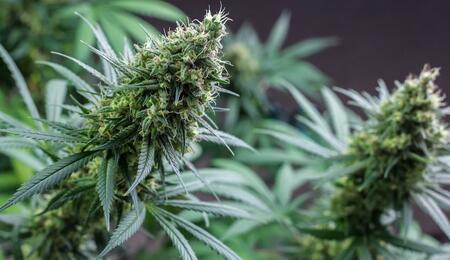 South Africa’s cannabis industry is preparing for commercialization. Learn more about the trajectory of the sector’s development and what unfolds by 2027. 