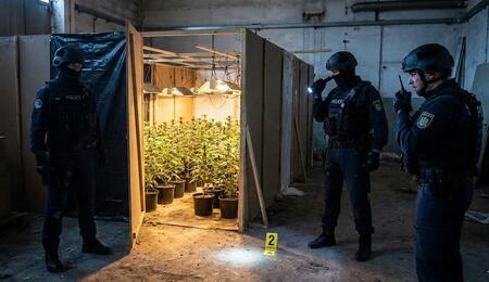 From abandoned casinos in the UK to high-altitude hidden plantations in Sequoia National Park, discover the most bizarre police raids on cannabis in 2025.