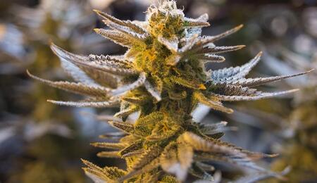 Trump’s 2025 Executive Order has fast-tracked cannabis to Schedule III. Learn what this means for weed prices, medical research, and your legal rights in 2026.