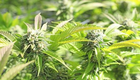 an image of two green cannabis flowers grown outdoors, which are more prone to accumulate dust and debris, in which case buds need to be washed before drying and curing.