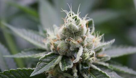 Check how to manage the cannabis flowering stage with 12/12 light schedule adjustments, balanced nutrient feeding, and accurate harvest window testing. 
