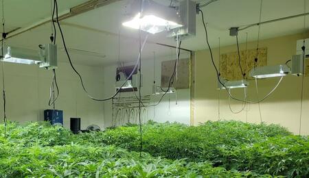 everything you need to know about grow lights for cannabis