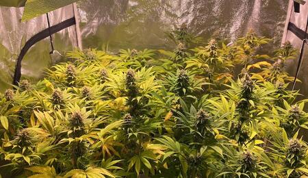 Learn hydroponic gardening fundamentals. From DWC to Ebb and Flow, we break down the best systems for beginners looking to increase yields and efficiency.