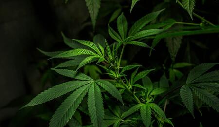 Legalization opponents group against marijuana reschedule
