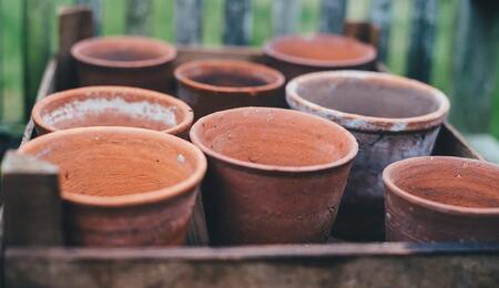 Are your cannabis leaves turning yellow? Expert Mr. Bill explains the link between yellowing leaves, nutrient uptake, and the dangers of using too large pots.
