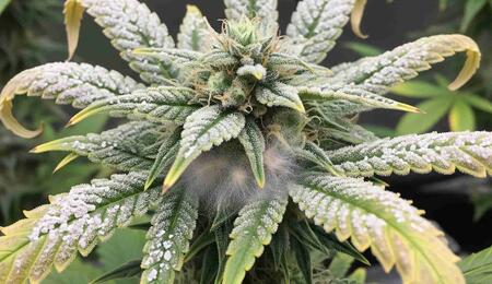 Picture with Mold and Powdery Mildew on Cannabis Buds