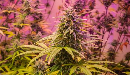 Understand how pH impacts nutrient availability in cannabis growing, and learn the correct methods to test and adjust pH in soil, coco, and hydro systems.