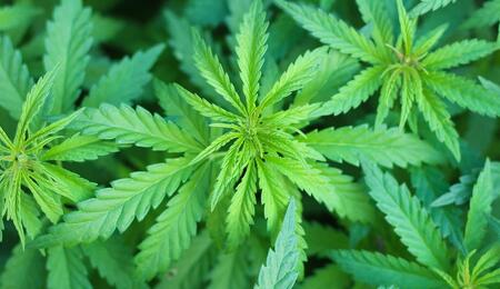 Donald Trump is thinking about reclassification of cannabis under the Controlled Substances Act, he told guests at a fundraising event, according to reports.