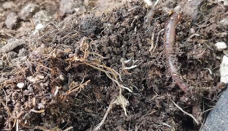 Worm Castings When Growing Organic Cannabis