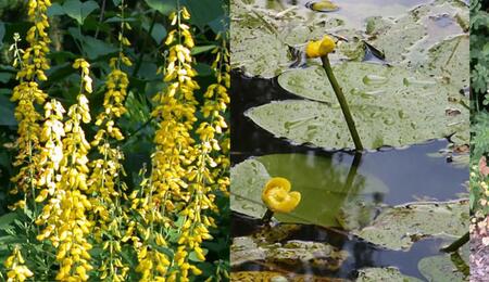 Entdecke psychoaktive Pflanzen wie Giftlattich und Besenginster. Wie  man das High mit heimischen Kräutern verfeinern kann.