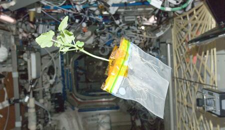 A zucchini plant, floating freely in the International Space Station's Destiny laboratory. 