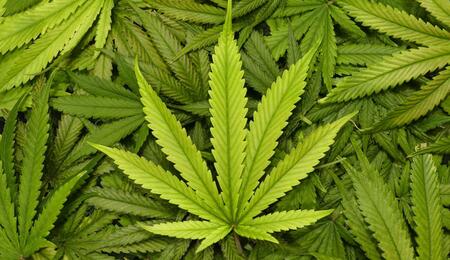 Zuid-Afrika legaliseert cannabis