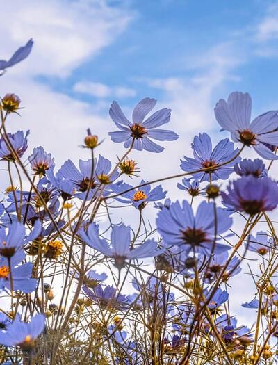 blue spring flowers in nature, cannabis spring activities 