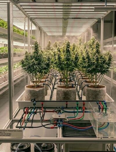 10 essential tips for cleaning your hydroponic system after harvest and creating a sterile growing environment.