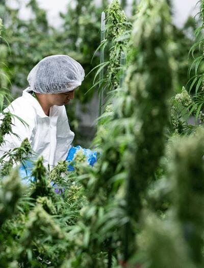 Plantas de marihuana medicinal floreciendo bajo focos en la planta de cultivo de Emmeloord