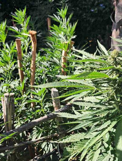 Expert tips for South African cannabis growers during flowering season. Learn how to manage wind, pests, and humidity from the Cape to the North
