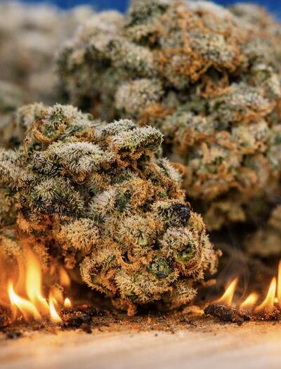 632 Kilo Medizinalcannabis vernichtet